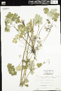 Aquilegia canadensis image