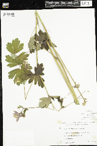 Aquilegia canadensis image