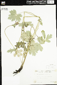 Aquilegia canadensis image