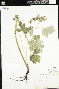 Aquilegia canadensis image