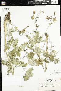 Aquilegia canadensis image