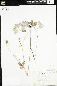 Aquilegia canadensis image