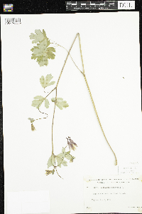 Aquilegia canadensis image