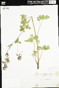 Aquilegia canadensis image