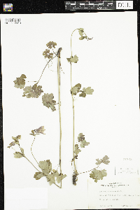 Aquilegia canadensis image