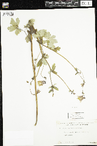 Aquilegia canadensis image