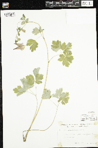 Aquilegia canadensis image