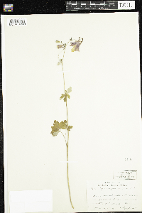 Aquilegia canadensis image