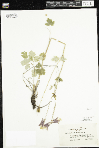 Aquilegia canadensis image