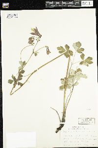 Aquilegia canadensis image