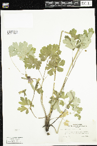 Aquilegia canadensis image