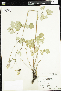 Aquilegia canadensis image