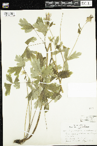 Aquilegia canadensis image