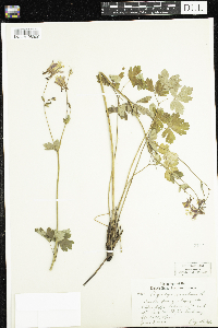 Aquilegia canadensis image