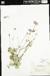 Aquilegia canadensis image