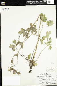 Aquilegia canadensis image