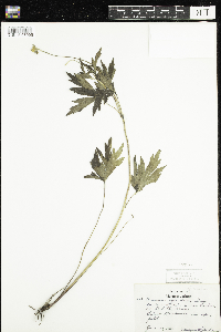 Anemone cylindrica image