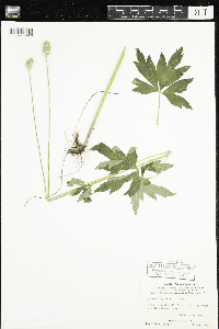 Anemone cylindrica image