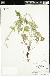 Anemone virginiana image