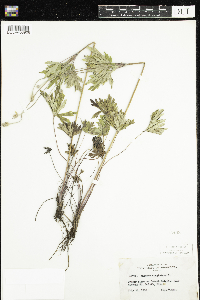 Anemone virginiana image