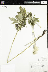 Anemone virginiana image