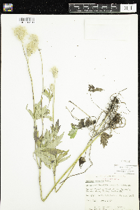 Anemone virginiana image