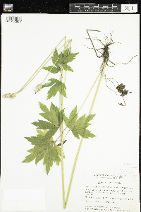 Anemone virginiana image