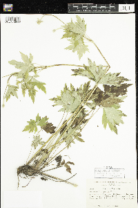 Anemone virginiana image