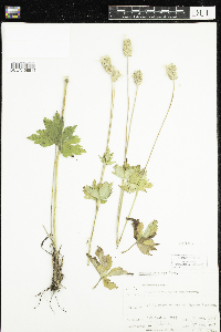 Anemone virginiana image