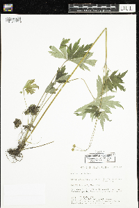 Anemone virginiana image