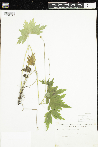 Anemone virginiana image