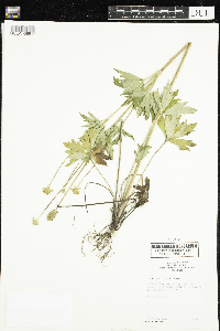 Anemone virginiana image