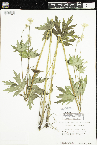 Anemone virginiana image