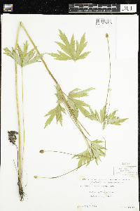 Anemone virginiana image