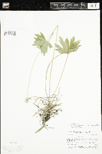 Anemone virginiana image