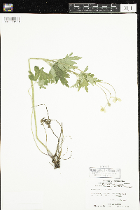 Anemone virginiana image