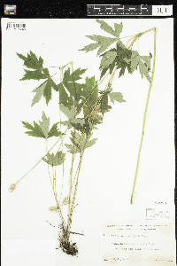 Anemone virginiana image