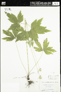 Anemone virginiana image