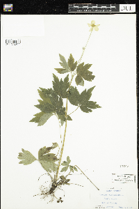 Anemone virginiana image