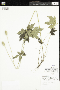 Anemone virginiana image