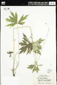 Anemone virginiana image