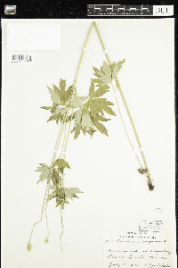 Anemone virginiana image