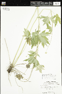 Anemone virginiana image