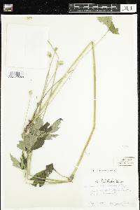 Anemone virginiana image