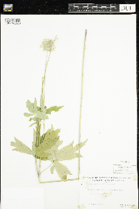 Anemone virginiana image