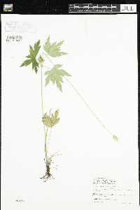 Anemone virginiana image