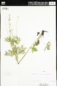 Anemone virginiana image