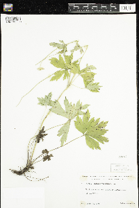 Anemone virginiana image