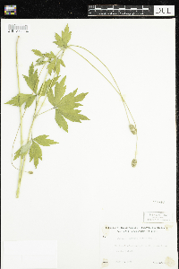 Anemone virginiana image