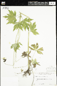 Anemone virginiana image